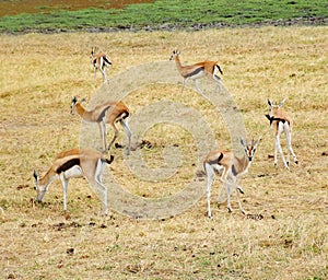 Herd of Thomson Gazelle in photogenic grouping Amboseli National Park Kenya Africa