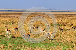 Herd of Thomson`s gazelle Eudorcas thomsonii in Serengeti National Park in Tanzania