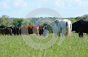 Herd of thoroughbred horses on a green meadow