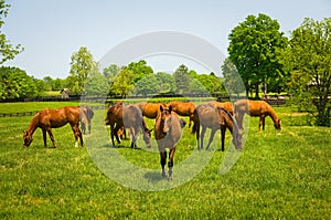 Herd of Thoroughbreds on a Kentucky horse farm