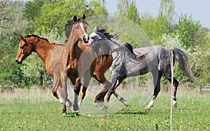 Herd of three arabian horses playing on pasture