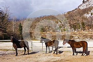 Herd of three elderly horses.