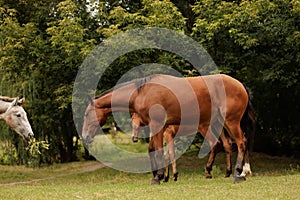 a herd of three horses graze in the autumn meadow