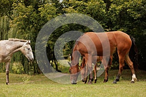 a herd of three horses graze in the autumn meadow