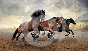 A herd of three horses jumps