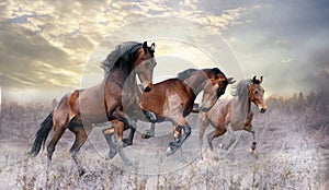 A herd of three horses jumps on the field in winter