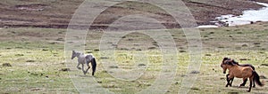 Herd of three wild horses galloping in the Pryor mountains in Wyoming of the western USA