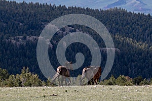 Herd of three wild horses in the mountains of the western USA