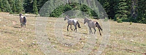 Herd of three wild horses in the Pryor Mountains in Montana United States