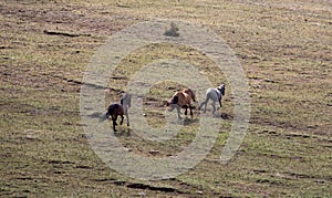 Herd of three wild horses running free in the Rocky Mountains of the western USA