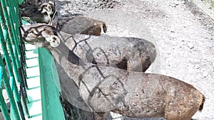 a herd of Timor Deer or Rusa Timor being fed by visitors at the zoo