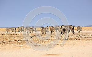 Herd of tired looking zebras walking across the dry arid Etosha Pan towards a waterhole