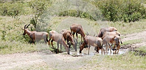 A herd of Topi antelopes drinking water