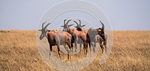 Herd of topi (damaliscus lunatus jimela) in Serengeti National Park, Tanzania