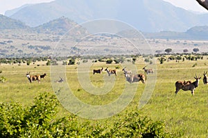Herd of topis grazing photo