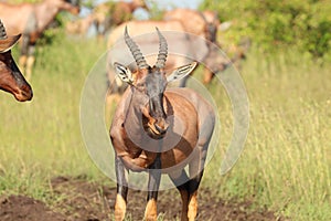 Group of topis in the african savannah. photo