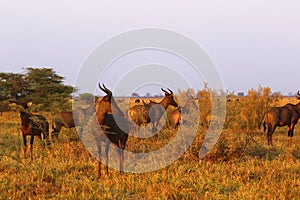 Herd of Tsessbe Antelope the fastest in Africa