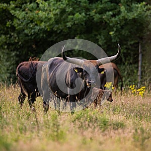 Herd of Tur bulls in a vibrant meadow, surrounded by tall grass and bright yellow flowers