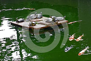 A herd of turtles being reared