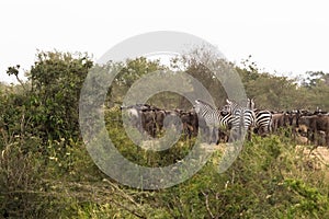 A herd of ungulates accumulates in front of the crossing. Mara river, Kenya photo