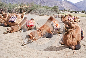 A herd of double humped Bactrian camels in Nubra Valley