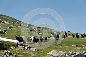 Herd of Valais Blackneck goats