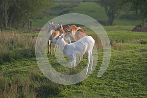 Herd of vicugna, or vicuna, relaxing in grassland