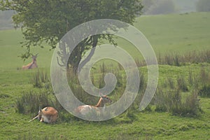 Herd of vicugna, or vicuna, relaxing in grassland