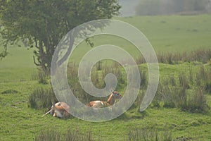 Herd of vicugna, or vicuna, relaxing in grassland