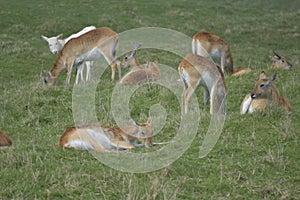 Herd of vicugna, or vicuna, relaxing in grassland