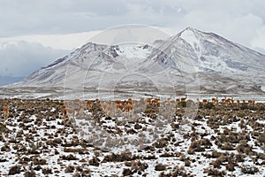 Herd of Vicuna