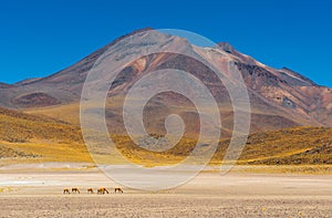 Herd of Vicuna, Atacama Desert, Chile