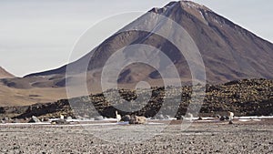 Herd of vicuna, Lama vicugna, grazing along the lagoon route