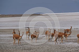 Herd of vicuna on a white salt pan looking at the viewer. Location Peruvian altiplano