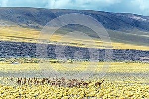 Herd of Vicunas photo