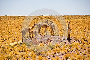 Herd of Vicunas on small hill in pampas / Chile / Atacama photo