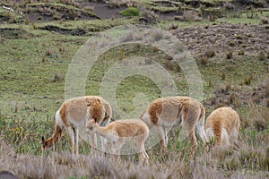 A herd of vicunas , with baby calf, grazing in a grassland, natural habitat photo