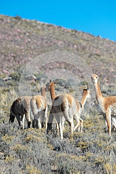 Herd of vicuÃÂ±as in Cerro Hornocal in Jujuy, Argentina photo