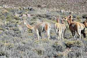 Herd of vicuÃÂ±as in Cerro Hornocal in Jujuy, Argentina photo