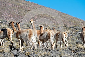 Herd of vicuÃÂ±as in Cerro Hornocal in Jujuy, Argentina photo