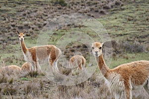 A herd of cute vicunas grazing in a grassland, natural habitat photo