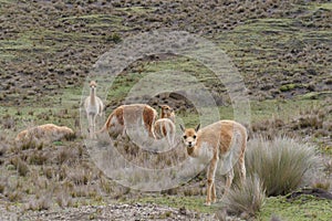A herd of vicunas grazing in a grassland, natural habitat photo