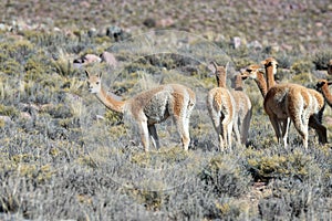 Herd of vicuÃ±as in Cerro Hornocal in Jujuy, Argentina