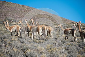 Herd of vicuÃ±as in Cerro Hornocal in Jujuy, Argentina