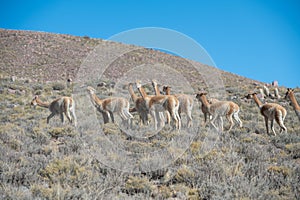 Herd of vicuÃ±as in Cerro Hornocal in Jujuy, Argentina