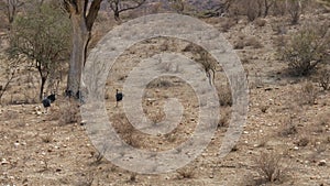 Herd Of Vulturine Guineafowl Running One After Another To A Tree In The Desert