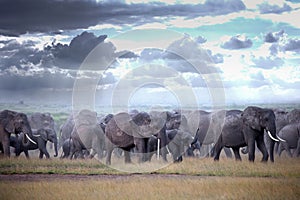 Herd walking elephants on african savannah