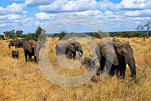 Herd of walking elephants in the Kruger national park in South Africa