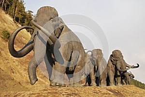 Herd of walking mammoths