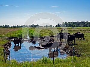 A herd of water buffalo bathing in a pond on a pasture in Mecklenburg-Vorpommern, Germany